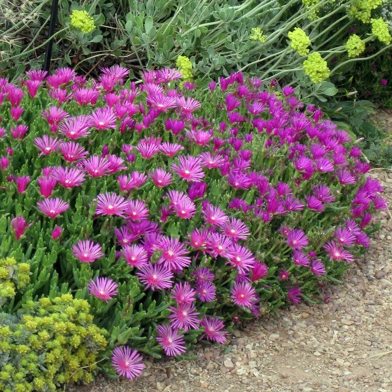 słonecznica-delosperma cooperi-1.jpg