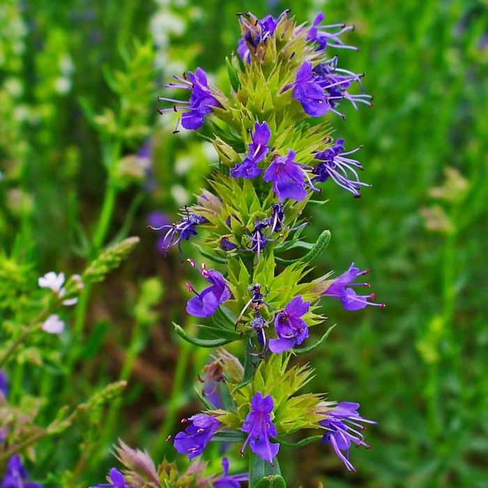 hyzop-lekarski-hyssopus-officinalis-2.jpg