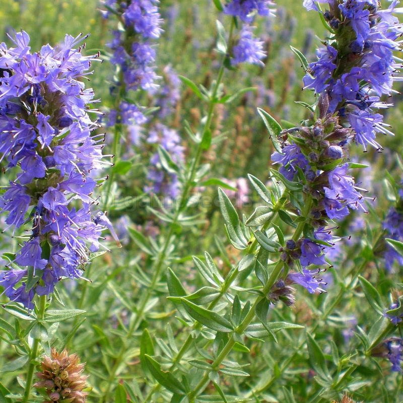 hyzop-lekarski-hyssopus-officinalis-3.jpg