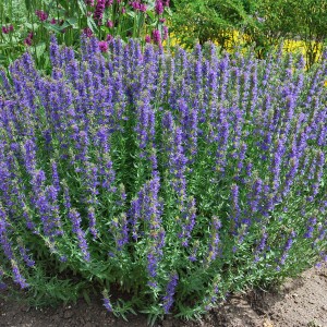 hyzop-lekarski-hyssopus-officinalis-1.jpg