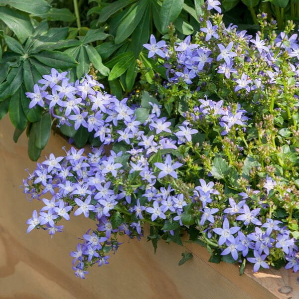 Dzwonek-Poszarskiego-CAMPANULA-POSCHATSKYANA-3.JPG