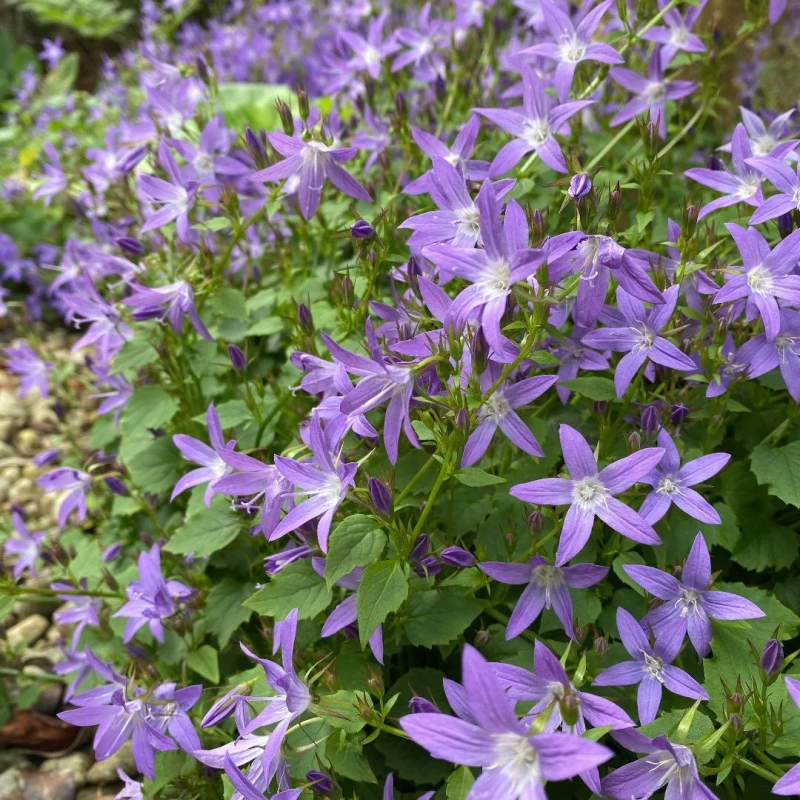 Dzwonek-Poszarskiego-CAMPANULA-POSCHATSKYANA-6.jpg