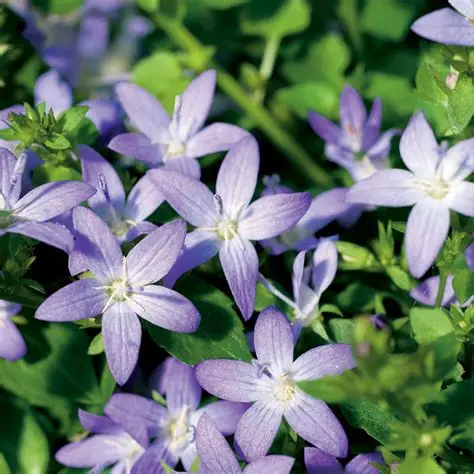 Dzwonek-Poszarskiego-CAMPANULA-POSCHATSKYANA-5.jpg
