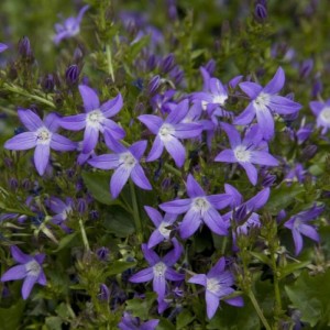 Dzwonek-Poszarskiego-CAMPANULA-POSCHATSKYANA-4.jpg