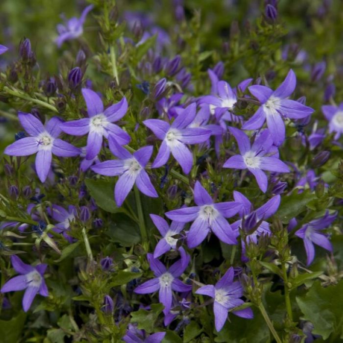 Dzwonek-Poszarskiego-CAMPANULA-POSCHATSKYANA-4.jpg