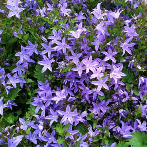 Dzwonek-Poszarskiego-CAMPANULA-POSCHATSKYANA-2.jpg