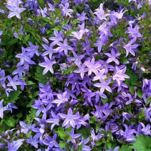 Dzwonek-Poszarskiego-CAMPANULA-POSCHATSKYANA-1.jpg
