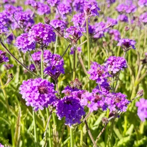 werbena-żyłkowana-verbena-rigida-4.jpg