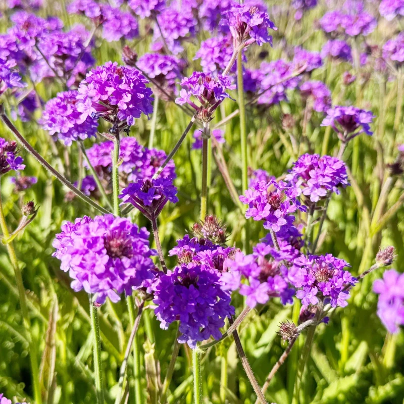 werbena-żyłkowana-verbena-rigida-4.jpg