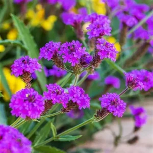 werbena-żyłkowana-verbena-rigida-3.jpg