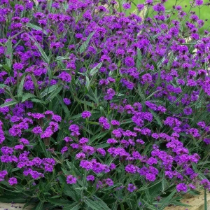 werbena-żyłkowana-verbena-rigida-2.jpg
