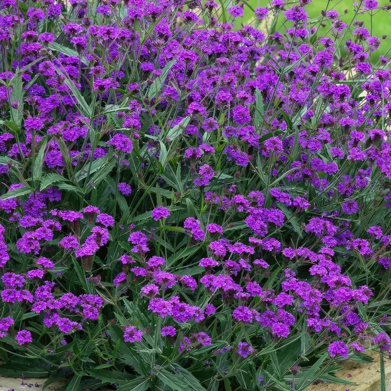 werbena-żyłkowana-verbena-rigida-2.jpg