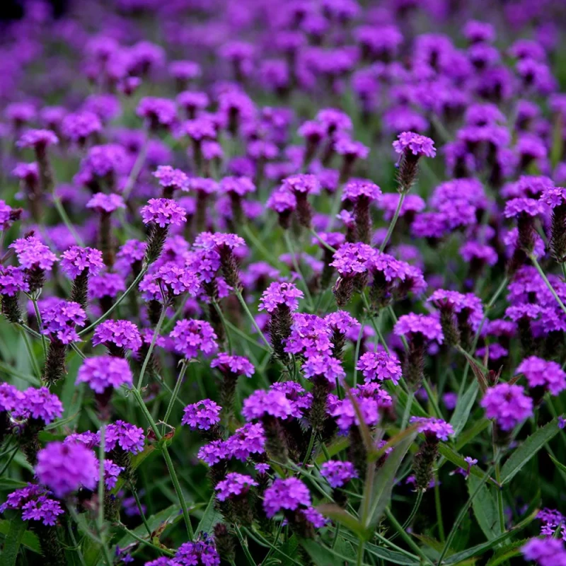 werbena-żyłkowana-verbena-rigida-1.jpg