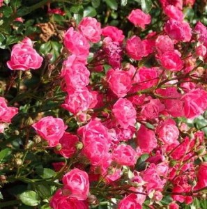 róża-okrywowa-rosa-pink-fairy-5.jpg