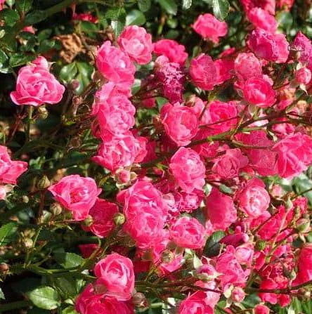 róża-okrywowa-rosa-pink-fairy-5.jpg