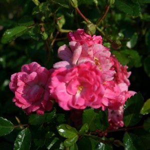 róża-okrywowa-rosa-pink-fairy-4.jpg