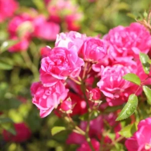 róża-okrywowa-rosa-pink-fairy-2.jpg