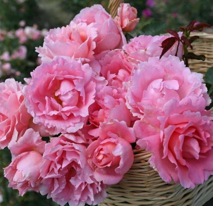 róża-okrywowa-rosa-pink-fairy-1.jpg