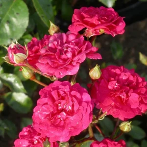 Rosa-Fairy-Dance-RÓŻA-okrywowa-2.webp