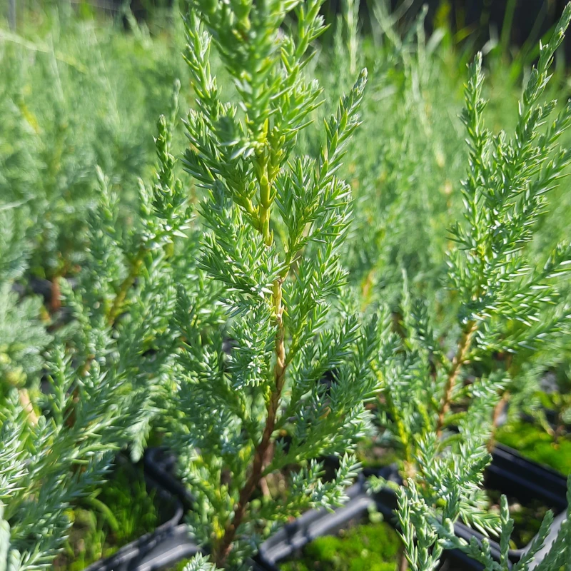 jałowiec-juniperus-scopulorum-blue-arrow-5.jpg