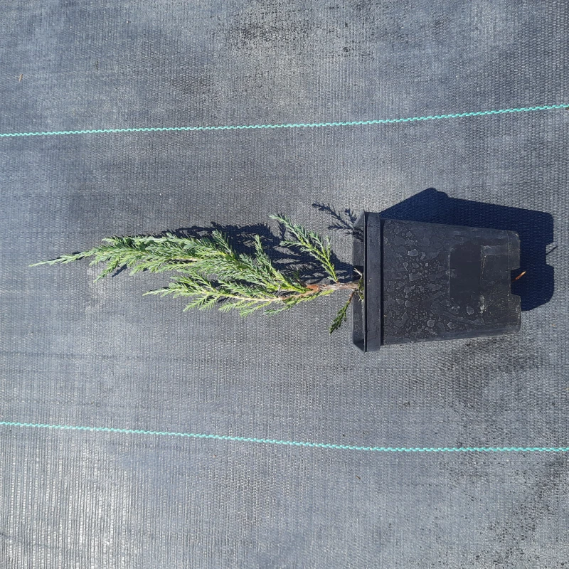 jałowiec-juniperus-scopulorum-blue-arrow-2.jpg
