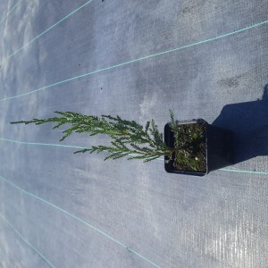 jałowiec-juniperus-scopulorum-blue-arrow-1.jpg