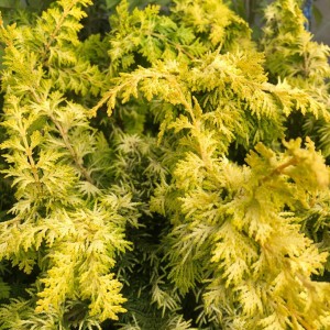 jałowiec-juniperus-communis-goldschatz-3.jpg