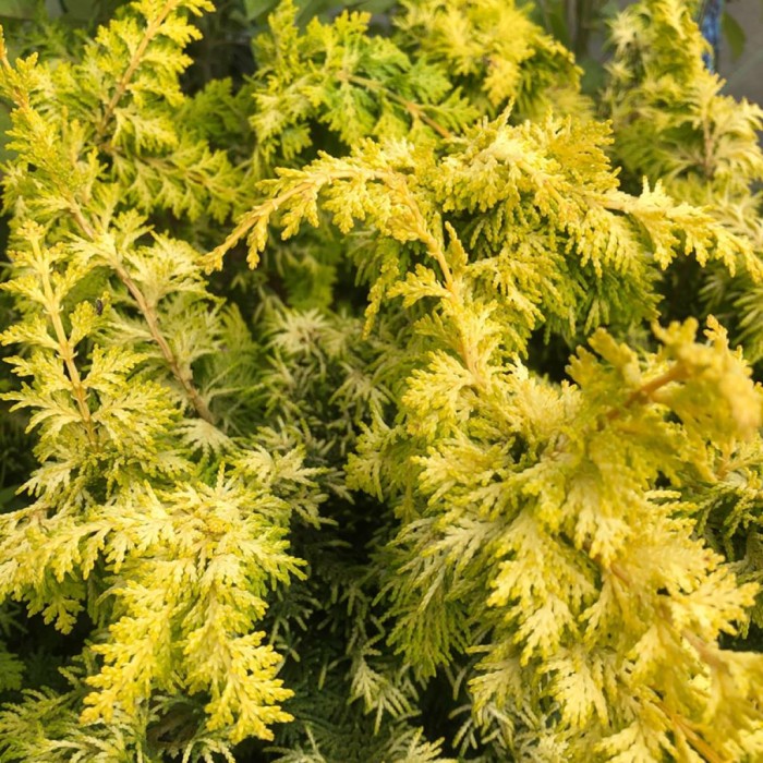 jałowiec-juniperus-communis-goldschatz-3.jpg