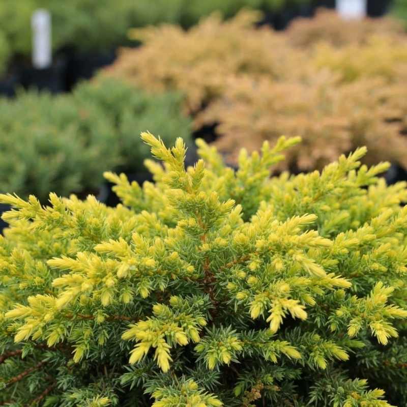 jałowiec-juniperus-communis-goldschatz-1.jpg