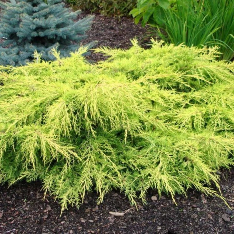JAŁOWIEC-juniperus-pfitzeriana-gold-star-3.jpg
