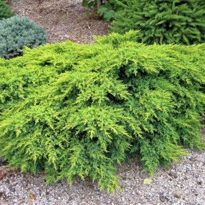JAŁOWIEC-juniperus-pfitzeriana-gold-star-2.jpg