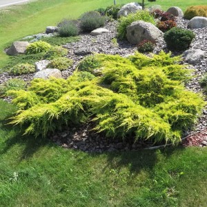 JAŁOWIEC-juniperus-pfitzeriana-gold-star-1.jpg