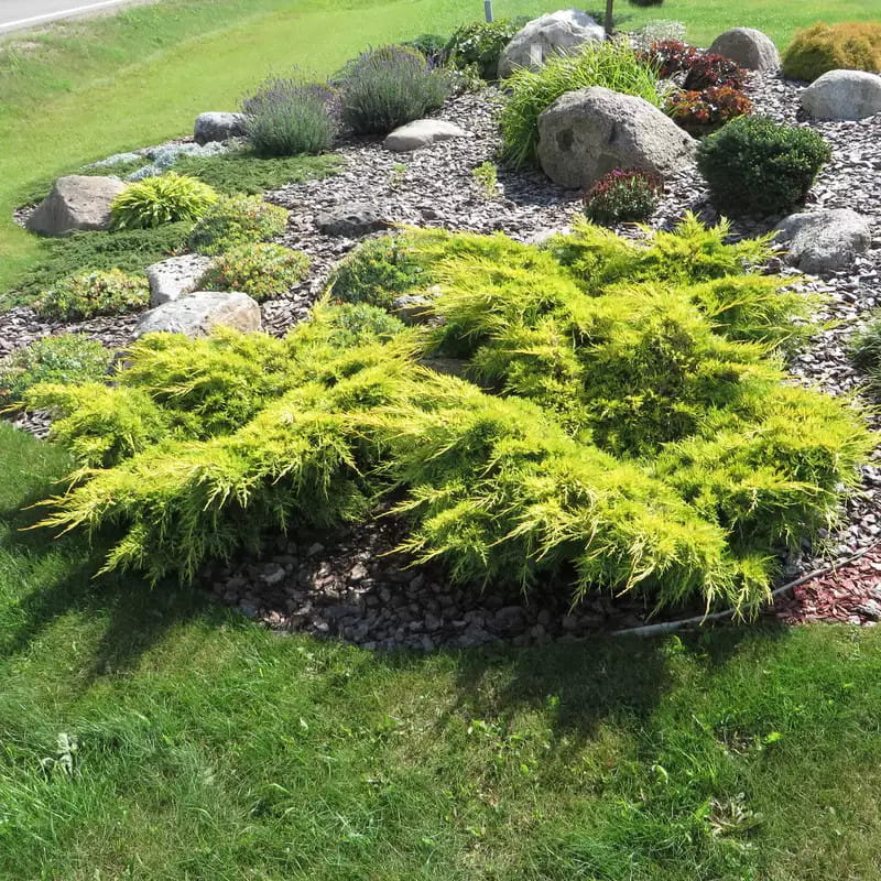 JAŁOWIEC-juniperus-pfitzeriana-gold-star-1.jpg