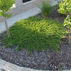 jałowiec-juniperus-horizontalis-prince-of-wales-2.jpg