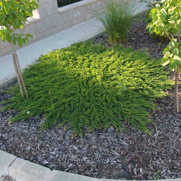 jałowiec-juniperus-horizontalis-prince-of-wales-2.jpg