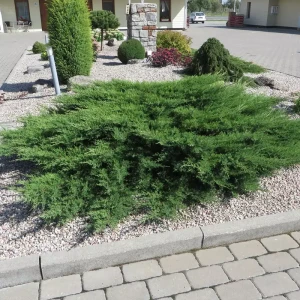 jałowiec-juniperus-horizontalis-prince-of-wales-1.jpg