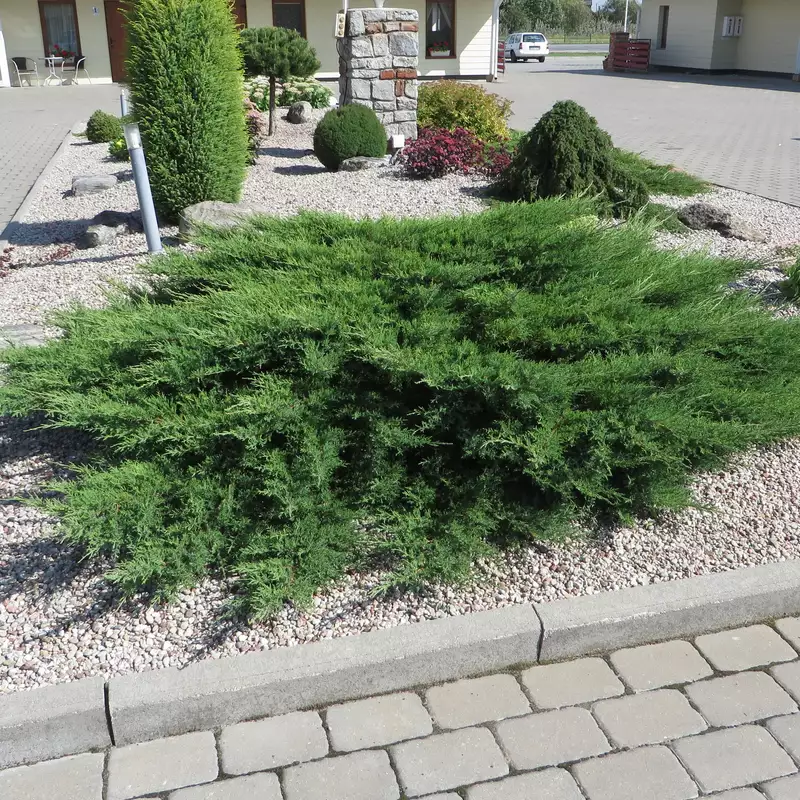 jałowiec-juniperus-horizontalis-prince-of-wales-1.jpg