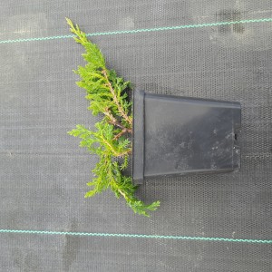 jałowiec-juniperus-horizontalis-prince-of-wales-1.jpg