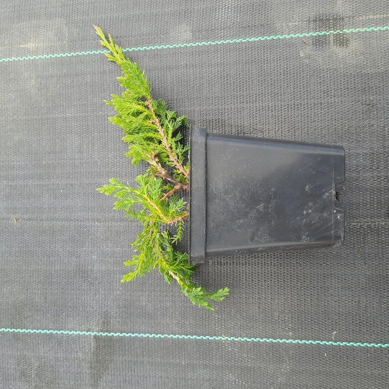 jałowiec-juniperus-horizontalis-prince-of-wales-1.jpg