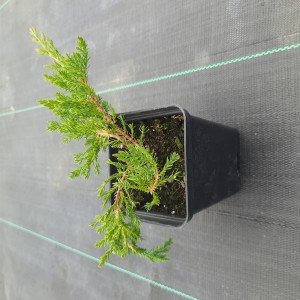 jałowiec-juniperus-horizontalis-prince-of-wales-.jpg