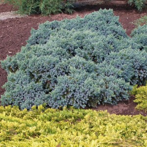 JAŁOWIEC-juniperus-squamata-blue-carpet-3.jpg
