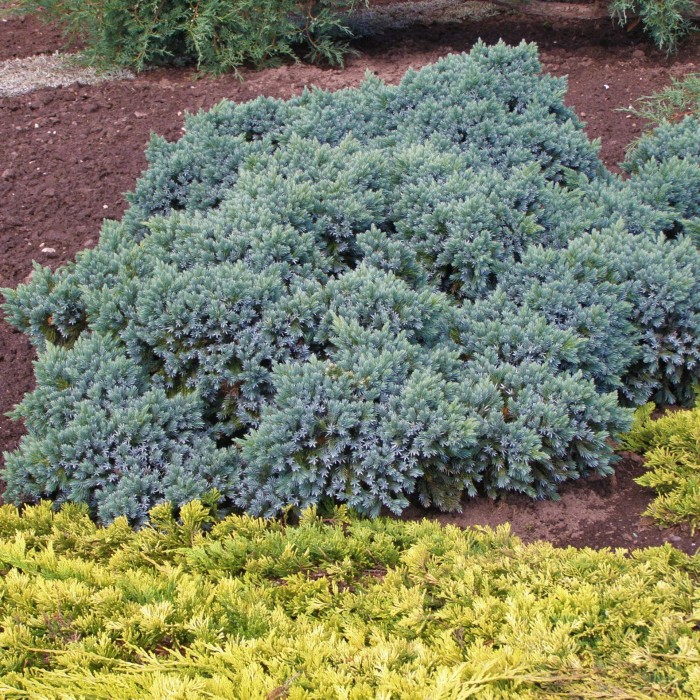 JAŁOWIEC-juniperus-squamata-blue-carpet-3.jpg