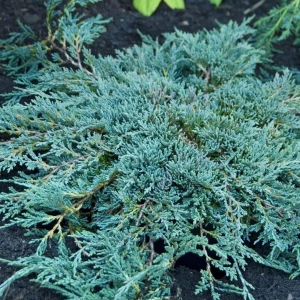 JAŁOWIEC-juniperus-squamata-blue-carpet-1.jpg