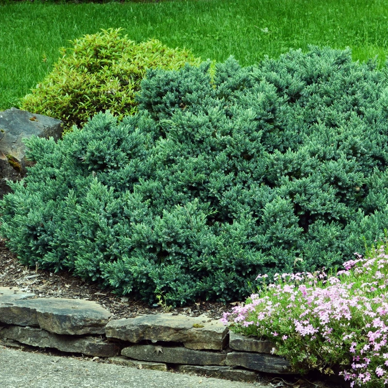 JAŁOWIEC-juniperus-squamata-blue-carpet-4.jpg
