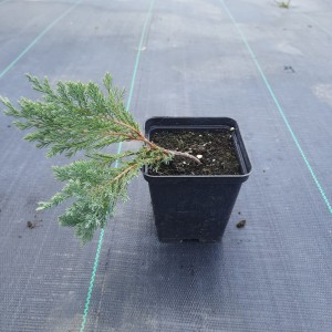 JAŁOWIEC-juniperus-squamata-blue-carpet-1.jpg
