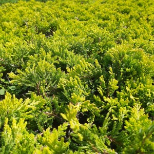 Jałowiec-Płożący-Golden-Carpet-8.jpg