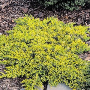 jałowiec-Juniperus-horizontalis-Golden-Carpet-3.jpg