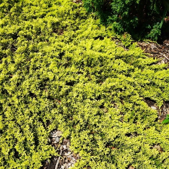 jałowiec-Juniperus-horizontalis-Golden-Carpet-2.jpg