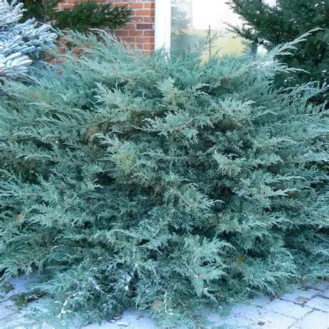 Jałowiec-Pfitzeriana-Glauca-2.jpg