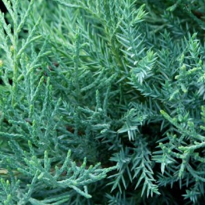 Jałowiec-Pfitzeriana-Glauca-1.jpg